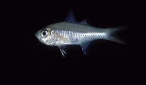 眶棘雙邊魚( i Ambassis gymnocephalus /i )台灣俗名:裸頭雙邊魚、玻璃魚、大目側仔