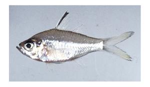 小雙邊魚( i Ambassis miops /i )台灣俗名:玻璃魚、大目側仔