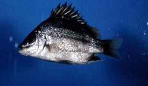 銀島鯻( i Mesopristes argenteus /i )台灣俗名:銀雞魚、尖吻島鯻、雞魚