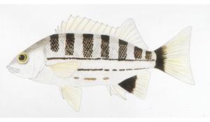 格紋島鯻( i Mesopristes cancellatus /i )台灣俗名:格紋雞魚、雞仔魚、斑梧