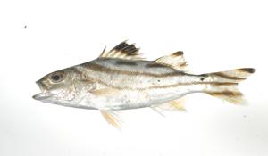 花身雞魚( i Terapon jarbua /i )台灣俗名:鯻、細鱗鯻、花身仔、雞仔魚、斑梧