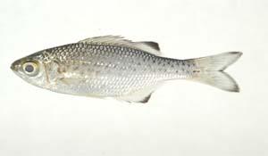 湯鯉( i Kuhlia marginata /i )台灣俗名:黑邊湯鯉