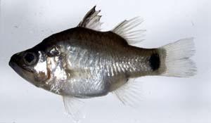 扁頭天竺鯛( i Apogon hyalosoma /i )台灣俗名:天竺鯛、大目側仔