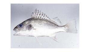 星雞魚( i Pomadasys kaakan /i )台灣俗名:斷斑石鱸、雞仔魚、淡水鱸魚