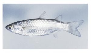大鱗鮻( i Liza macrolepis /i )台灣俗名:豆仔、烏仔魚