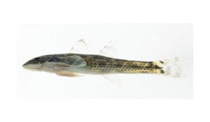 溪鱧( i Rhyacichthys aspro /i )台灣俗名:溪塘鱧、石貼仔