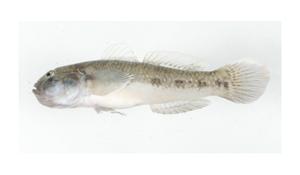 青斑細棘鰕虎( i Acentrogobius viridipunctatus /i )台灣俗名:青斑銜鯊、甘仔魚、狗甘仔