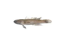 網頰鰕虎( i Drombus sp. /i )台灣俗名:黑狗甘仔、甘仔魚