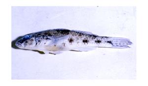 多孔叉舌鰕虎( i Glossogobius sp. /i )台灣俗名:叉舌鰕虎、甘仔魚