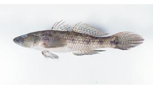 正叉舌鰕虎( i Glossogobius giuris /i )台灣俗名:叉舌鯊、真甘、甘仔魚、砂甘仔
