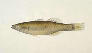 擬鯉短塘鱧( i Hypseleotris cyprinoides /i )台灣俗名:短塘鱧、赤筆仔、塘鱧大陸名:擬鯉黃黝魚
