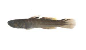 阿部鯔鰕虎( i Mugilogobius abei /i )台灣俗名:阿氏鯔鰕虎、甘仔魚、狗甘仔