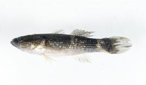頭孔塘鱧( i Ophiocara porocephala /i )台灣俗名:黑咕嚕、甘仔魚