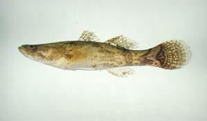 斑駁尖塘鱧( i Oxyeleotris marmorata /i )台灣俗名:筍殼魚、竹筍魚大陸名:雲斑尖塘鱧