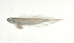 維沙亞鴿鯊( i Oxyurichthys visayanus /i )台灣俗名:甘仔魚、狗甘仔大陸名:南方溝鰕虎魚
