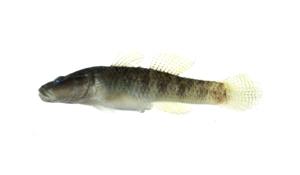 斑帶吻鰕虎( i Rhinogobius maculafasciatus /i )台灣俗名:苦甘仔、狗甘仔