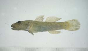 台灣吻鰕虎( i Rhinogobius nagoyae  formosanus /i )台灣俗名:橫帶吻鰕虎、苦甘仔、狗甘仔、甘仔魚