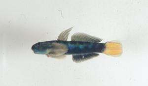 寬頰瓢鰭鰕虎( i Sicyopterus macrostetholepis /i )台灣俗名:寬頰禿頭鯊、大鱗禿頭鯊、和尚魚、烏老﹝原住民語﹞大陸名:寬頰瓢鰭鰕虎魚