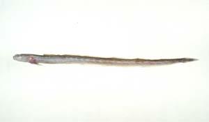 鬚鰻鰕虎( i Taenioides cirratus /i )台灣俗名:灰盲條魚、鰻鰕虎、長身甘仔、甘仔魚