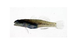 裸頸縞鰕虎( i Tridentiger nudicervicus /i )台灣俗名:甘仔魚、狗甘仔