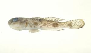 雲紋楊氏鰕虎( i Yongeichthys nebulosus /i )台灣俗名:雲紋鰕虎、苦甘仔、甘仔魚、狗甘仔