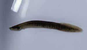 長吻棘鰍( i Macrognathus aculeatus /i )台灣俗名:棘鰍、豬母鋸、帶刀魚大陸名:長吻棘鰍