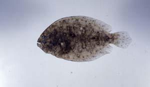 大齒斑鲆( i Pseudorhombus arsius /i )台灣俗名:斑鮃、土鐵仔、比目魚、扁魚大陸名:大牙斑鮃