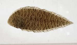 斑頭舌鰨( i Cynoglossus puncticeps /i )台灣俗名:紅鱗、比目魚大陸名:斑頭舌鰨