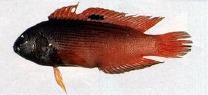 黑條紋准雀鯛(<i>Labracinus melanotaenia</i>)