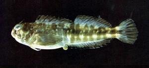 星斑間頸鬚鳚( i Entomacrodus stellifer stellifer /i )台灣俗名:狗鰷大陸名:日本犁齒鳚