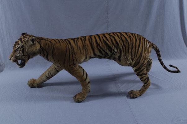 中文名稱：老虎英文名稱：Tiger拉丁學名： em Panthera tigris /em 
