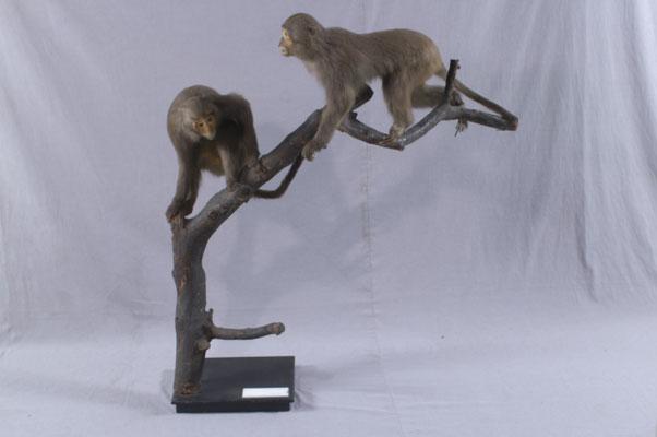 中文名稱：臺灣獼猴其他中文別名：猴子英文名稱：Formosan Rock-Monkey Formosan Macaque拉丁學名： em Macaca cyclopis /em 