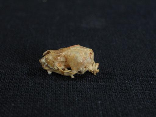 中文名稱：翼手類頭骨(舊號:EWS1117)