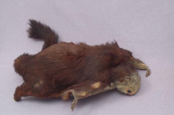 中文名稱：白面鼯鼠英文名稱：Whited-faced Flying Squirrel拉丁學名： em Petaurista alborufus lena /em 