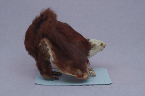 中文名稱：白面鼯鼠英文名稱：Whited-faced Flying Squirrel拉丁學名： em Petaurista alborufus lena /em 