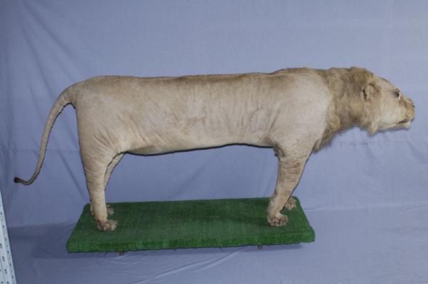 中文名稱：獅子英文名稱：Lion拉丁學名： em Panthera leo /em 
