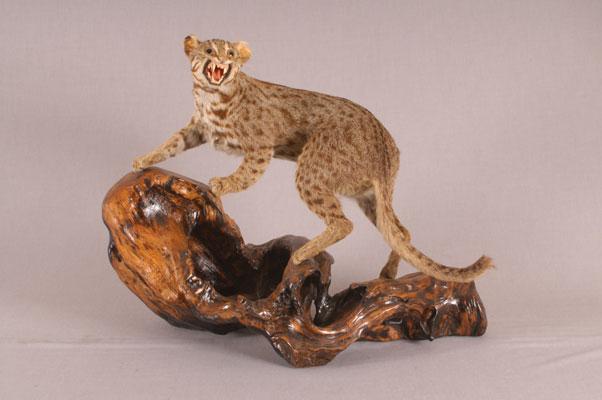 中文名稱：石虎其他中文別名：華南豹貓、山貓、錢貓英文名稱：Leopard Cat拉丁學名： em Felis bengalensis chinensis /em 