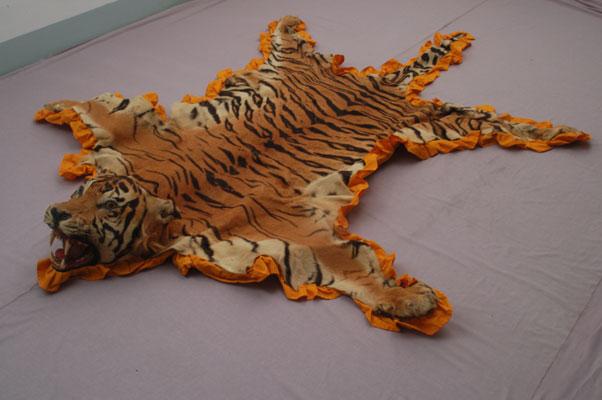 中文名稱：老虎(皮)英文名稱：Tiger拉丁學名： em Panthera tigris /em 