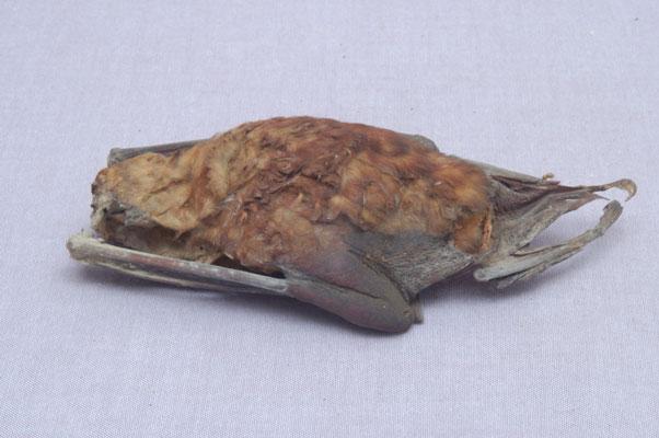 中文名稱：臺灣大蹄鼻蝠英文名稱：Formosan Greater Horseshoe Bat拉丁學名： em Rhinolophus formosae /em 