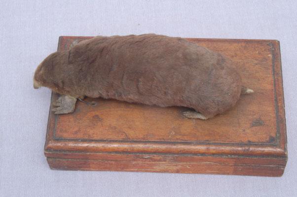 中文名稱：臺灣鼴鼠其他中文別名：高砂鼴鼠、穿地鼠英文名稱：Formosan Blind Mole拉丁學名： em Mogera insularis /em 