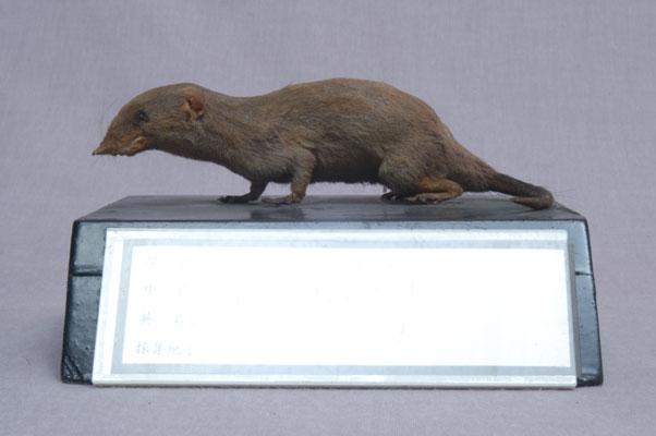 中文名稱：臭鼩其他中文別名：臭鼠、香鼠、錢鼠、家鼩英文名稱：House Shrew拉丁學名： em Suncus murinus /em 