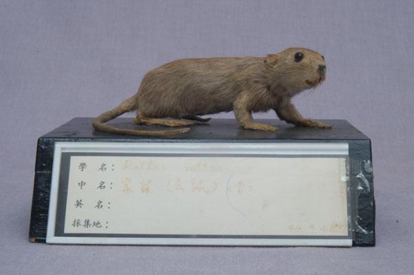 中文名稱：玄鼠英文名稱：Black Rat拉丁學名： em Rattus rattus /em 