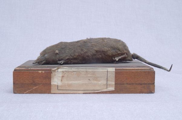 中文名稱：臭鼩其他中文別名：臭鼠、香鼠、錢鼠、家鼩英文名稱：House Shrew拉丁學名： em Suncus murinus /em 