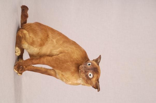 中文名稱：家貓(暹邏貓)英文名稱：House Cat  Wild Cat  domestic cat拉丁學名： em Felis cattus /em 