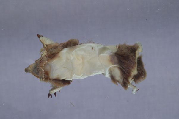 中文名稱：臺灣鼴鼠其他中文別名：高砂鼴鼠、穿地鼠英文名稱：Formosan Blind Mole拉丁學名： em Mogera insularis /em 