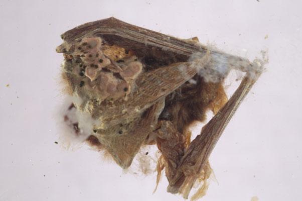 中文名稱：東亞家蝠英文名稱：Japanese House Bat拉丁學名： em Pipistrellus javanicus /em 