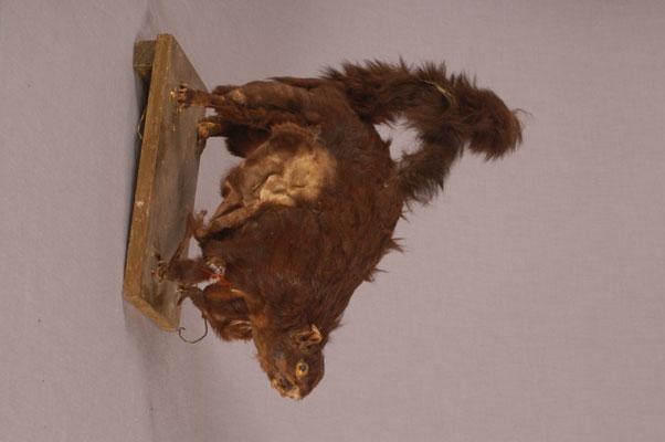中文名稱：大赤鼯鼠英文名稱：Formosan Giant Flying Squirrel拉丁學名： em Petaurista philippensis /em 
