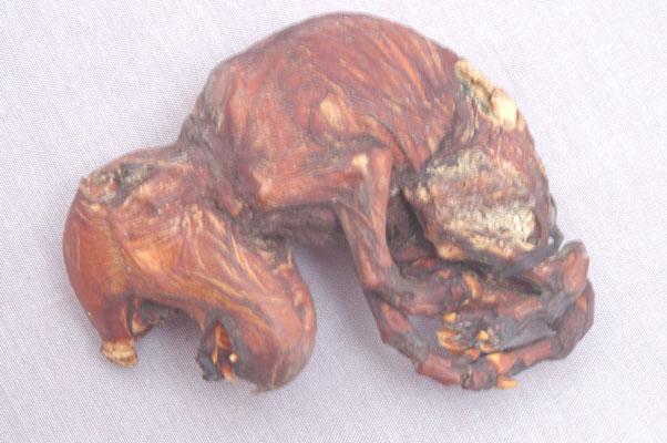 中文名稱：家豬的畸形胎兒英文名稱：Domestic Pig拉丁學名： em Sus scrofa domestica /em 
