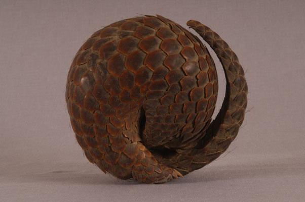 中文名稱：穿山甲其他中文別名：臺灣鯪鯉、鯪鯉英文名稱：Formosan Pangolin拉丁學名： em Manis pentadactyla pentadactyla /em 
