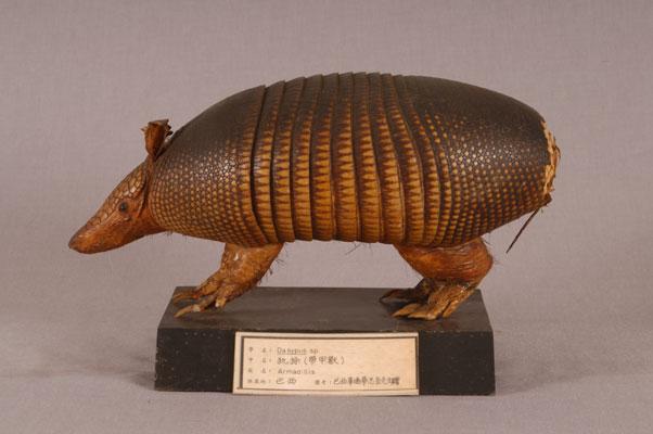 中文名稱：犰狳其他中文別名：帶甲獸英文名稱：Armadillos拉丁學名： em Dasypus sp /em 